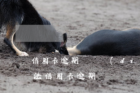 信用卡逾期訴訟調(diào)解(民事訴訟法信用卡逾期)