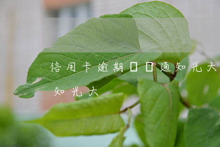 信用卡逾期訴訟通知光大（信用卡逾期訴訟通知光大）