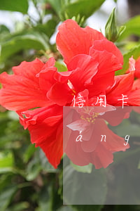 信用卡逾期該怎么上岸(信用卡逾期強(qiáng)制上岸是什么意思)