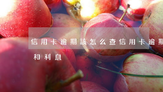 信用卡逾期該怎么查(信用卡逾期怎么查本金和利息)