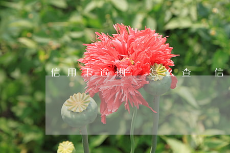 信用卡逾期該怎么查詢(信用卡逾期怎么查詢賬單)