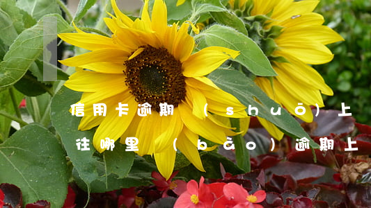 信用卡逾期說(shuō)上報(bào)往哪里報(bào)(逾期上報(bào)是什么意思)