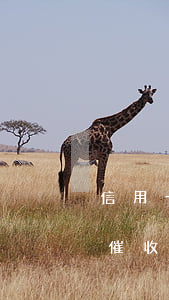 信用卡逾期說(shuō)上門(mén)催收(信用卡逾期上門(mén)催收怎么辦)