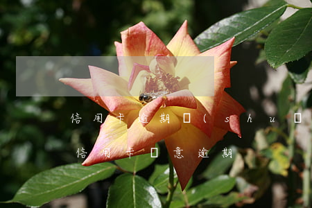 信用卡逾期說(shuō)讓去自首(什么叫信用卡惡意逾期)