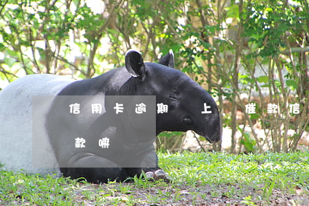 信用卡逾期說上門催款(信用卡不還會上門催款嘛)