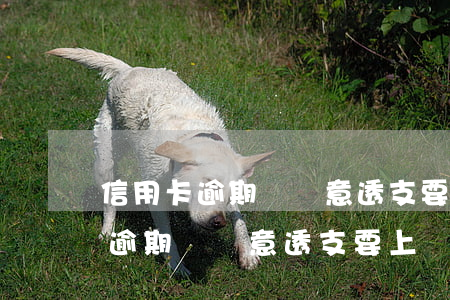 信用卡逾期說惡意透支要上門取證-信用卡逾期說惡意透支要上門取證是真的嗎