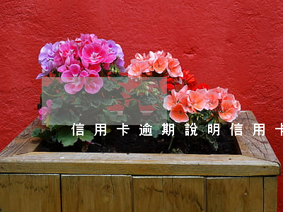 信用卡逾期說明(信用卡逾期說明及承諾)