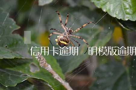 信用卡逾期說明模版(逾期說明書怎么寫)