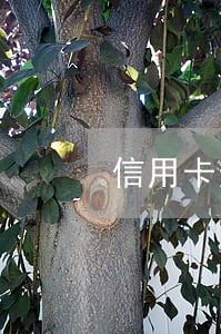 信用卡逾期說立案-收到信息說信用卡逾期