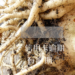 信用卡逾期說要查賬(如何查自己信用卡有沒有逾期)