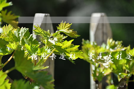 信用卡逾期說要走流程 逾期后申請信用卡
