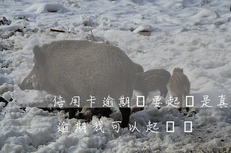 信用卡逾期說要起訴是真的嗎(朋友用信用卡逾期,我可以起訴嗎)