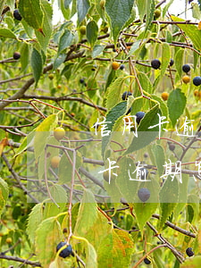信用卡逾期說讓去銀行協(xié)商(信用卡逾期怎么協(xié)商)