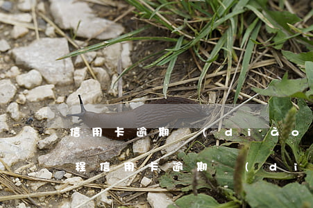 信用卡逾期調(diào)節(jié)流程(信用卡逾期調(diào)節(jié)流程是什么)