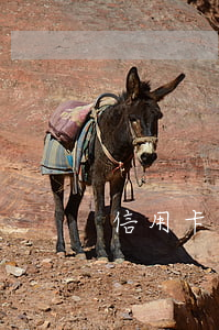 信用卡逾期調(diào)額幾天