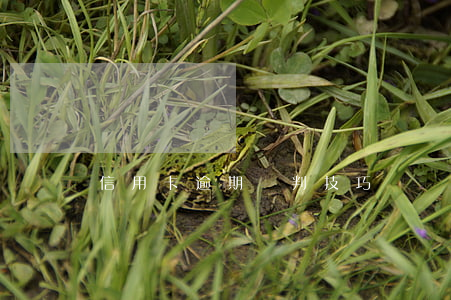 信用卡逾期談判技巧廣發(fā)