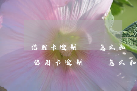 信用卡逾期請問怎么和銀行協(xié)商(信用卡逾期請問怎么和銀行協(xié)商還款)