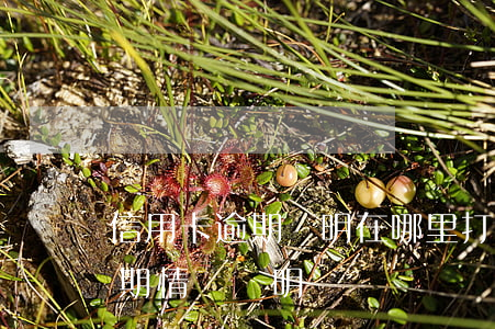 信用卡逾期證明在哪里打印(怎么寫信用卡逾期情況說明)