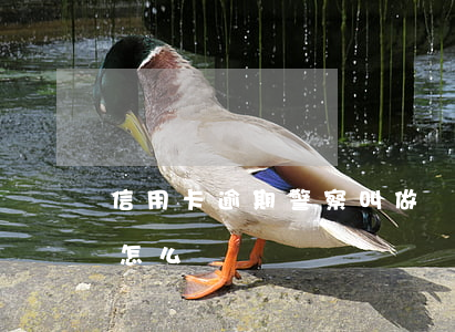 信用卡逾期警察叫做筆錄(警察的信用卡逾期怎么辦)