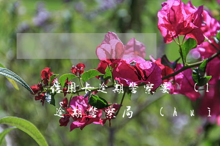 信用卡逾期警察要來(lái)抓我(信用卡逾期警察局會(huì)處理嗎)