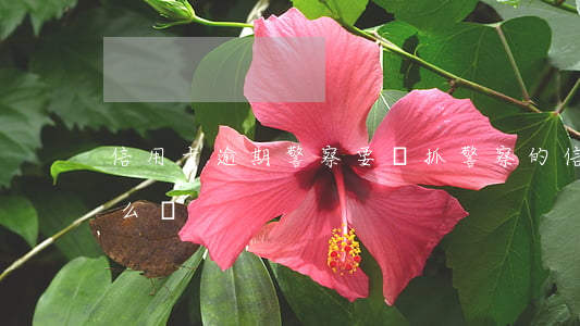 信用卡逾期警察要來抓(警察的信用卡逾期怎么辦)