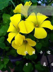 信用卡逾期變成1000額度(信用卡9000額度逾期半年)