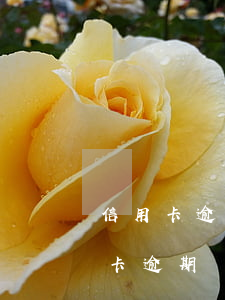 信用卡逾期變成了無需還款(2020年信用卡逾期無法還)