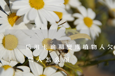 信用卡逾期變成植物人(欠信用卡但人變成植物人怎么辦)