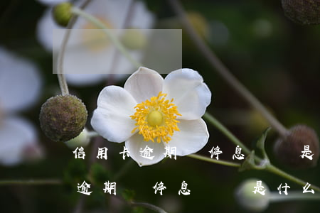 信用卡逾期讓停息掛賬是什么意思-信用卡逾期讓停息掛賬是什么意思啊