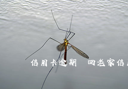 信用卡逾期讓回老家(信用卡逾期讓回老家)