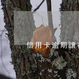 信用卡逾期讓在家等調(diào)查