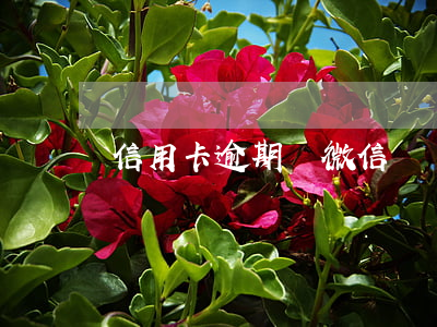 信用卡逾期讓微信還