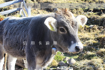 信用卡逾期讓準(zhǔn)備材料是真的嗎