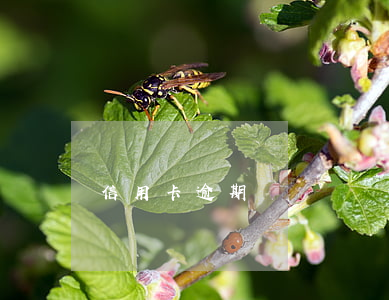 信用卡逾期讓還違約金(信用卡 違約金 利息)
