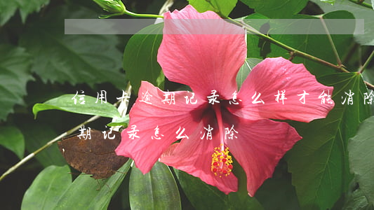 信用卡逾期记录怎么样才能消除(个人信用逾期记录怎么消除)