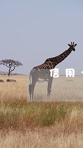 信用卡逾期讲解视频(逾期记录申请信用卡)