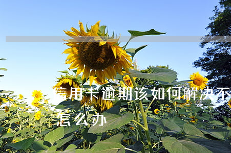 信用卡逾期该如何解决(不小心信用卡逾期了怎么办)
