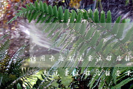 信用卡逾期说要注销店铺营业执照-信用卡逾期说要注销店铺营业执照是真的吗
