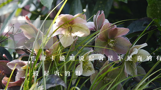 信用卡逾期说起诉是不是真的(有信用卡逾期被起诉的吗)