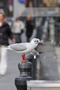 信用卡逾期負(fù)債網(wǎng)易號(hào)（信用卡逾期負(fù)債網(wǎng)易號(hào)）