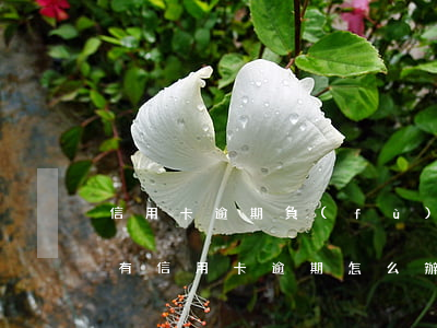 信用卡逾期負(fù)債纏身怎么走出(貸款有信用卡逾期怎么辦)