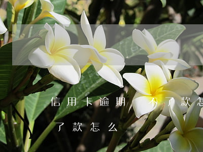 信用卡逾期貸不了款怎么辦(信用卡逾期貸不了款怎么辦)