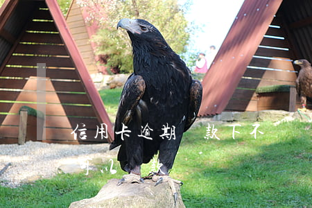 信用卡逾期貸款下不來嗎(信用卡欠款沒逾期可以貸款嗎)