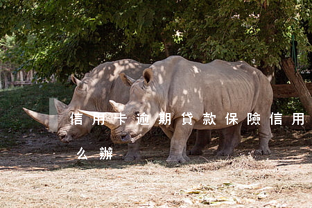信用卡逾期貸款保險(信用卡逾期貸款保險怎么辦)