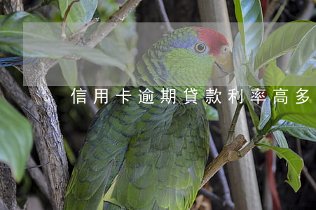 信用卡逾期貸款利率高多少