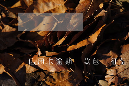信用卡逾期貸款包裝(征信逾期包裝貸款)