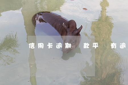 信用卡逾期貸款平臺(有逾期貸款平臺)