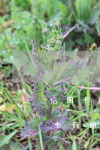 信用卡逾期貸款房子可以嗎(2018年信用卡有逾期能按揭房子嗎)