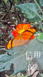 信用卡逾期貸款要買保險(xiǎn)嗎(買保險(xiǎn)逾期會(huì)影響征信嗎)