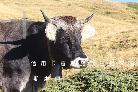 信用卡逾期貸款重組又逾期(最新的信用卡逾期處理)